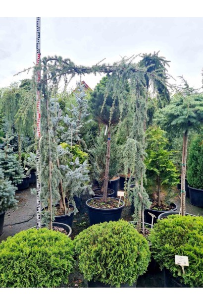 Кедр Глаука Пендула